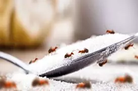 Ants Control