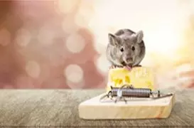 rodents control