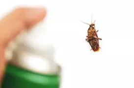 Cockroach Control